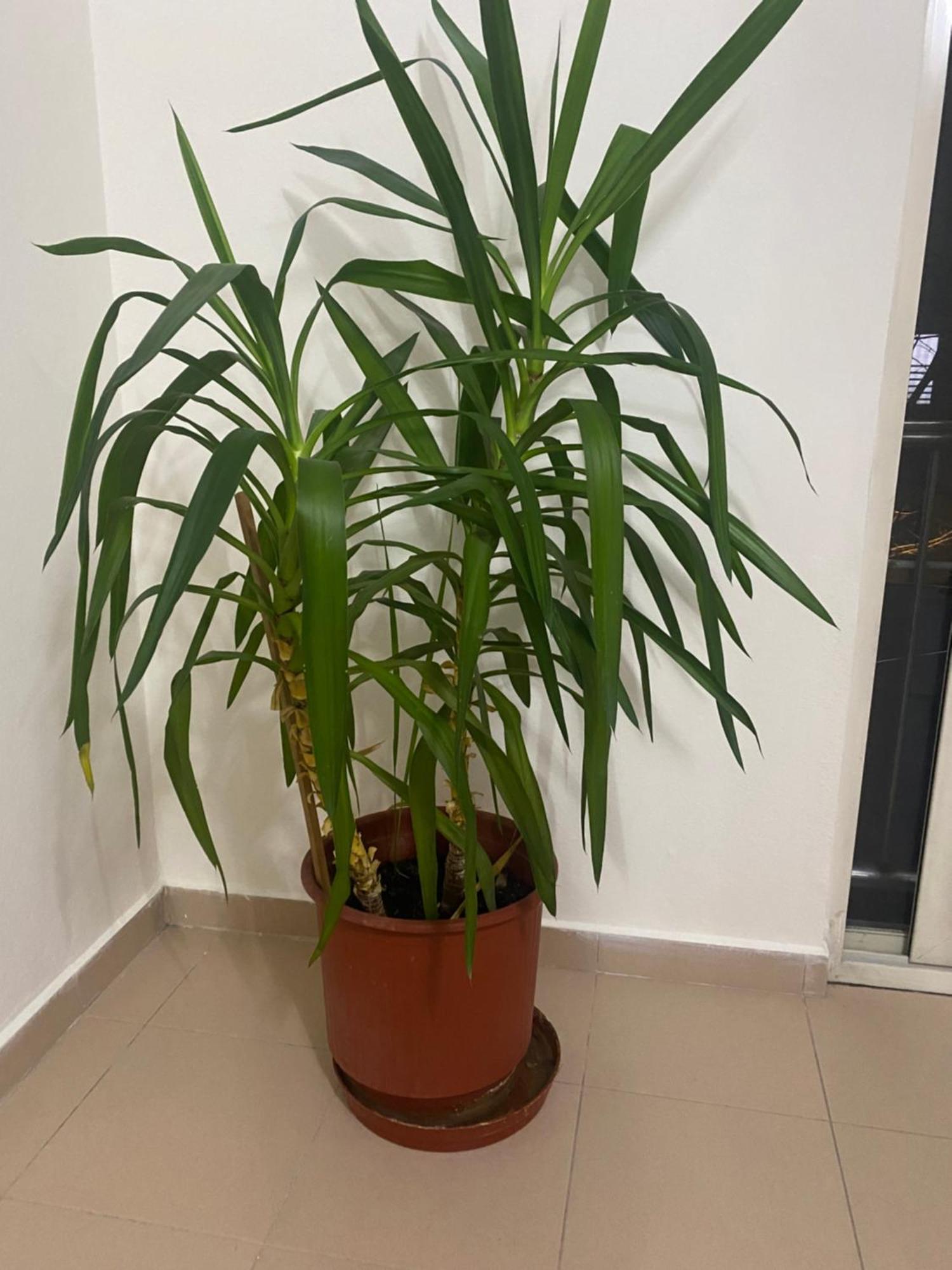 Chlo Apartment 4 Tirane Dış mekan fotoğraf